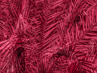Exotic floral texture of palm leaves tinted with pink Viva Magenta 2023 color. Natural crimson tropical foliage pattern