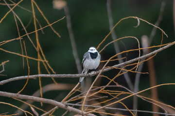 White Wagtail perched on a tree branch