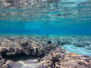 Surgeon fish or sohal tang fish (Acanthurus sohal) at the Red Sea coral reef..