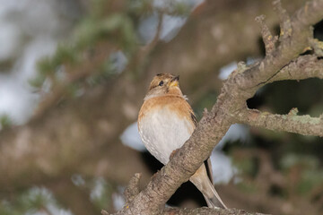 Common Chaffinch perched on a tree branch