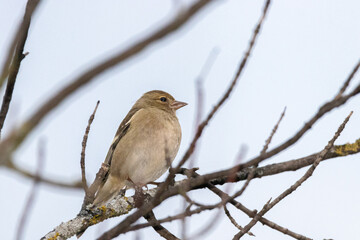 Fototapeta premium Common Chaffinch perched on a tree branch