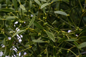 Viscum album, Santalaceae, commonly known as European mistletoe, common mistletoe or simply as mistletoe close-up with yellow-green leaves. Small drops of water