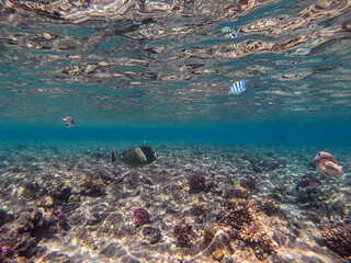 Naso annulatus fish known as Whitemargin Unicorn fish on his coral reef in the Red Sea, Egypt..