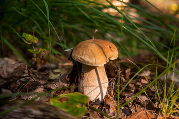 Boletus mushroom in the wild. Porcini mushroom grows on the forest floor at autumn season..