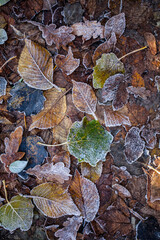 Pappelblätter gefroren