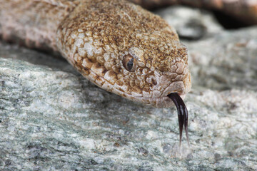 A portrait of a Long-nosed Viper on a rock showing its forked tongue
