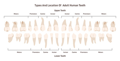 Types of adult human teeth set. Human dental system