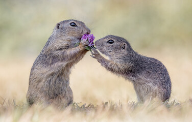 Ground Squirrels exchanging Clover
