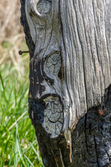 Obraz premium burnt tree trunk