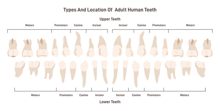 Types of adult human teeth set. Human dental system