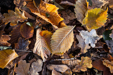 Waldboden mit Ulmenblatt