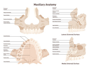 Maxillary anatomy. Upper jaw bone skeletal structure with educational © inspiring.team