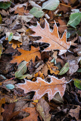 Roteichenblätter im WInter