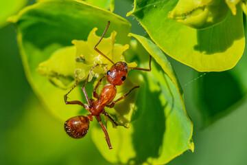red ant on leaf up close