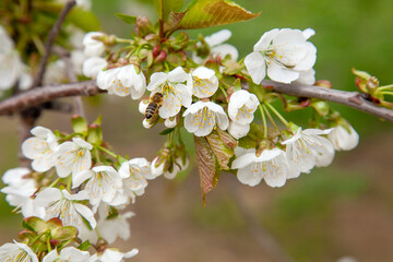 Working honeybee flying over the white flower of sweet cherry tree. Bee looking pollen and nectar to make sweet honey.