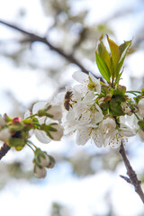 Close up view of working honeybee on white flower of sweet cherry tree. Collecting pollen and nectar to make sweet honey.