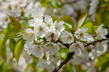 Close up view of working honeybee on white flower of sweet cherry tree. Collecting pollen and nectar to make sweet honey.
