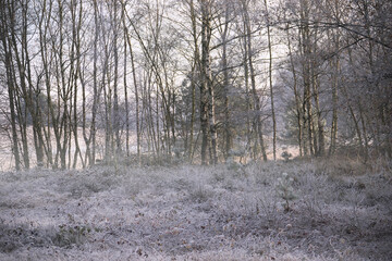 Winter forest with frost on