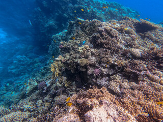 Underwater life of reef with corals and tropical fish. Coral Reef at the Red Sea, Egypt.