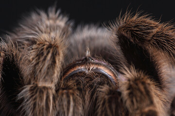 A close-up of a Chilean Rose Tarantula
