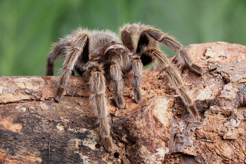 A Chilean Rose Tarantula on the forest floor
