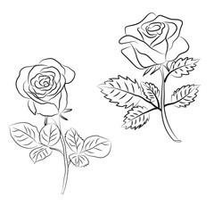 Hand-drawn Rose line art drawing Images illustration collection