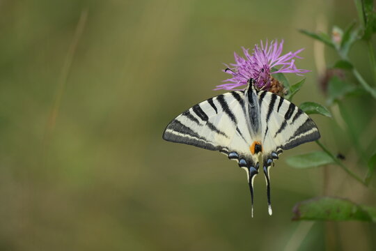 Scarce swallowtail, large black and yellow butterfly close up on a purple flower, open wings