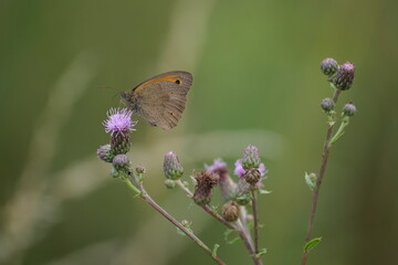 Brown and orange butterfly closed wings in nature on a purple blooming flower