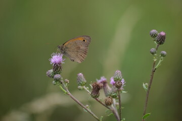 Small heath butterfly in nature, brown and orange