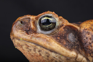 A portrait of a Cane Toad against a black background

