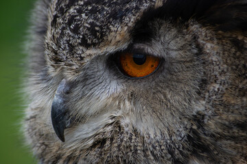 close up of an owl