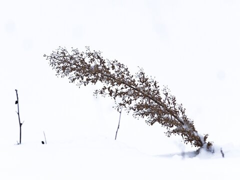 Biqiltuu goge lafa qonnaa qorraan guutame irratti.