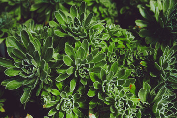Fototapeta premium Beautiful green succulent.