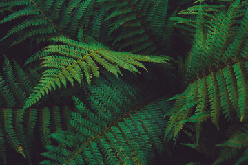 Natural green leaves background.