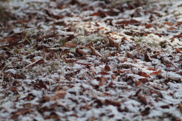 Today's weather looks like it's going to snow.
