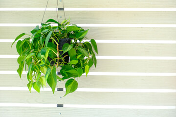 Philodendron Brasil (Philodendron Hederaceum Scandens Brasil) hang on white wall. Tropical creeper house plant with yellow stripes in flower pot. Houseplant care concept, for modern interior decoratio © MT.PHOTOSTOCK