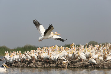 Pelicans. Djoudj National Bird Sanctuary. Pelican fly over ocean in Djoudj national park, reserve Senegal, Africa. African landscape, scenery. Senegalese nature. Bird, pelican in Senegal. Pelican bird
