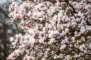 Magnolienbaum