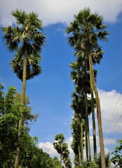 palm trees on a day