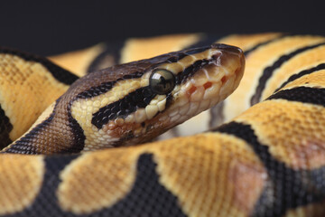 A close-up of a Ball Python
