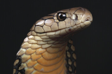 Portrait of a King Cobra against a black background
