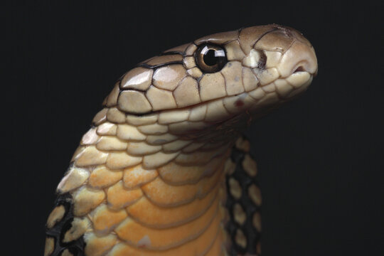 Portrait of a King Cobra against a black background
