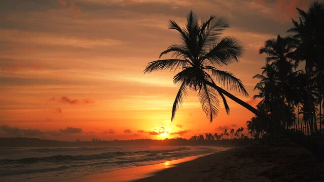 Silhouette of a coconut palm tree on the shore of a wild beach at sunset.