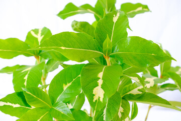Gold leaves or Caricature plant (Graptophyllum pictum), isolated on white background. Small houseplant flowerpot with green and yellow leaf for home or office decorations. Texture close up, top view