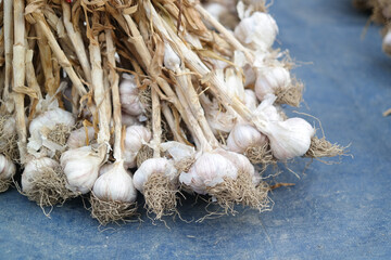 a bunch of freshly harvested garlic