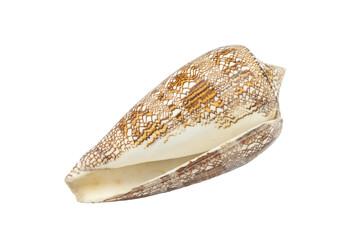 Conus aulicus,sea shell on isolated