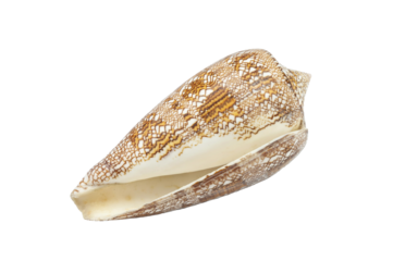 Conus aulicus,sea shell on isolated