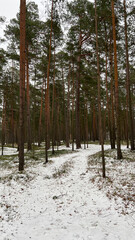 Pine trees covered with snow on frosty sunny day in winter. Wonderful winter panorama, snowy forest concept