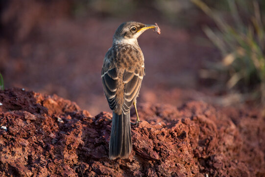 Galapagos mockingbird (Mimus parvulus) eats a grasshopper in Galapagos National Park; Rabida Island, Galapagos Islands, Ecuador