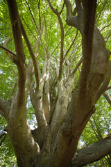 Krone einer alten Buche